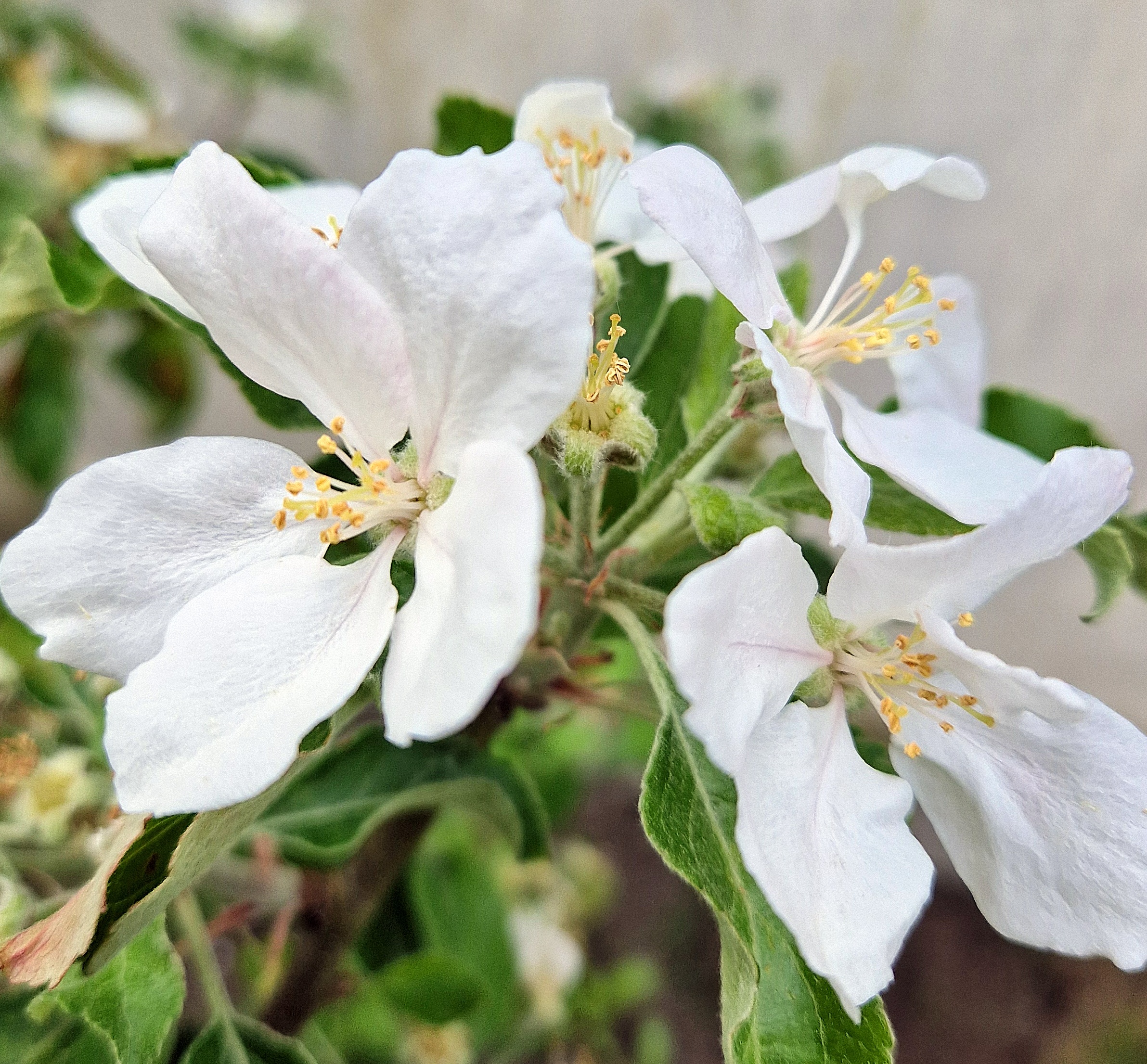 Tagesfahrt 2026  Buxtehude und Altes Land